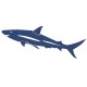 Sticker Requin bleu charbon B