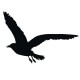 Sticker Mouette noire B