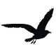 Sticker Mouette noire T