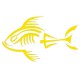 Piranha squelette babord jaune citron
